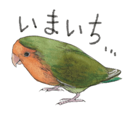 Pii-chan of the lovebird sticker #6243109