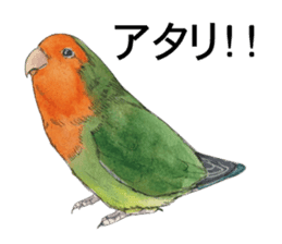Pii-chan of the lovebird sticker #6243111
