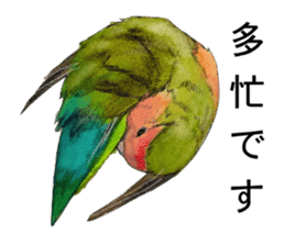 Pii-chan of the lovebird sticker #6243115