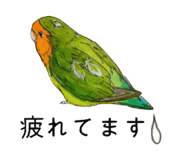 Pii-chan of the lovebird sticker #6243116