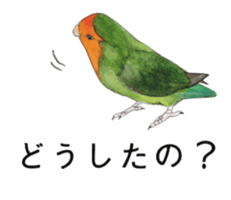 Pii-chan of the lovebird sticker #6243119