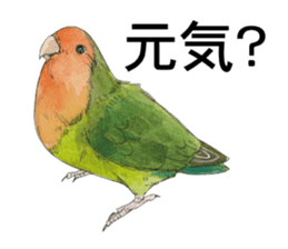 Pii-chan of the lovebird sticker #6243120