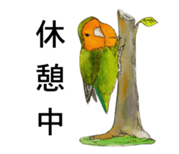 Pii-chan of the lovebird sticker #6243122
