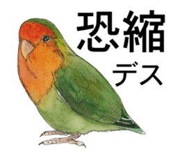 Pii-chan of the lovebird sticker #6243124