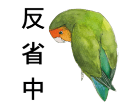 Pii-chan of the lovebird sticker #6243125