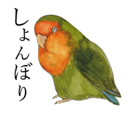 Pii-chan of the lovebird sticker #6243126