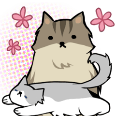 Everyday second round of cat