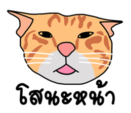 Meow indy cat sticker #6249609