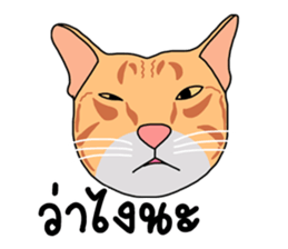 Meow indy cat sticker #6249612