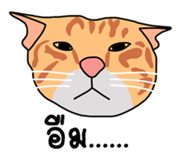 Meow indy cat sticker #6249628