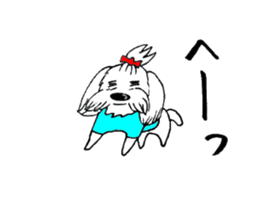 Maltese dog "Taro" mutters daily! sticker #6252652