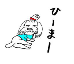 Maltese dog "Taro" mutters daily! sticker #6252669
