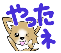 Chihuahua's Sticker!3 sticker #6265357