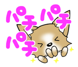 Chihuahua's Sticker!3 sticker #6265367