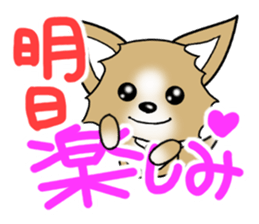 Chihuahua's Sticker!3 sticker #6265372