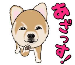 I like Pomeranian sticker #6267377