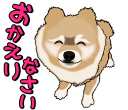 I like Pomeranian sticker #6267379