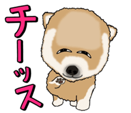 I like Pomeranian sticker #6267381