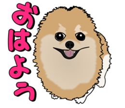 I like Pomeranian sticker #6267382