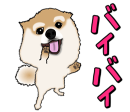 I like Pomeranian sticker #6267385