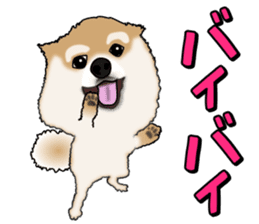 I like Pomeranian sticker #6267385