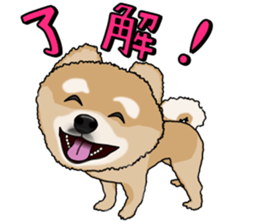 I like Pomeranian sticker #6267386