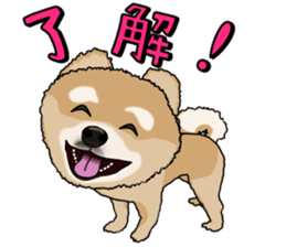 I like Pomeranian sticker #6267386
