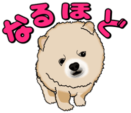 I like Pomeranian sticker #6267391