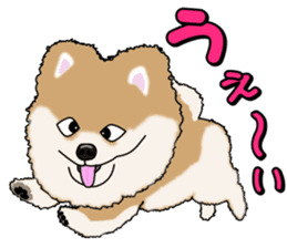 I like Pomeranian sticker #6267398