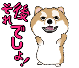 I like Pomeranian sticker #6267399