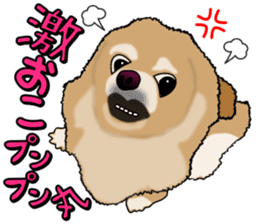 I like Pomeranian sticker #6267402