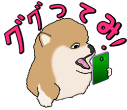 I like Pomeranian sticker #6267408
