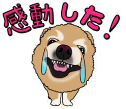 I like Pomeranian sticker #6267411