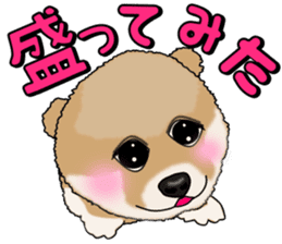 I like Pomeranian sticker #6267413