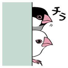 Chubby the Java Sparrow sticker #6285340