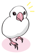 Chubby the Java Sparrow sticker #6285346