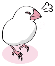 Chubby the Java Sparrow sticker #6285347