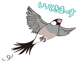 Chubby the Java Sparrow sticker #6285349