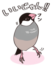 Chubby the Java Sparrow sticker #6285359
