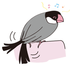Chubby the Java Sparrow sticker #6285363