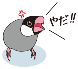 Chubby the Java Sparrow sticker #6285373