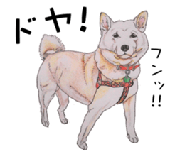 Favorite parts of SHIBAINU4 sticker #6317525