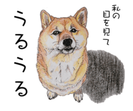 Favorite parts of SHIBAINU4 sticker #6317537