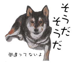 Favorite parts of SHIBAINU4 sticker #6317539