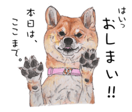 Favorite parts of SHIBAINU4 sticker #6317549