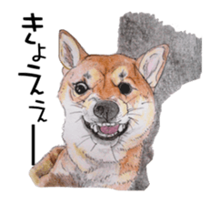 Favorite parts of SHIBAINU4 sticker #6317551