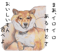 Favorite parts of SHIBAINU4 sticker #6317553