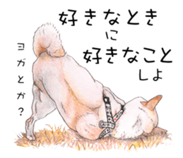 Favorite parts of SHIBAINU4 sticker #6317554