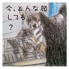 Favorite parts of SHIBAINU4 sticker #6317556