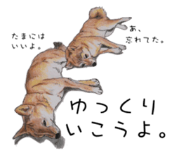 Favorite parts of SHIBAINU4 sticker #6317559